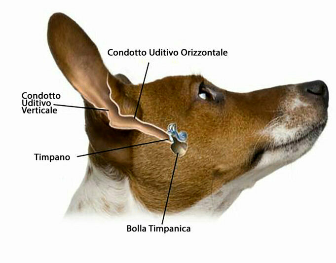 5 Consigli Per Pulire Le Orecchie Del Tuo Chihuahua Con Il Video Di Istruzioni