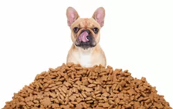 Elenco dei migliori alimenti per cani Nutrisca
