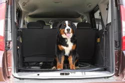 Guida per gli acquirenti al rivestimento del carico per SUV per cani