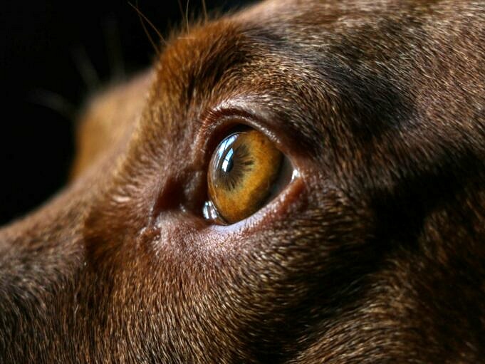Infezione Agli Occhi Del Cane. Ragioni, Segni E Trattamento