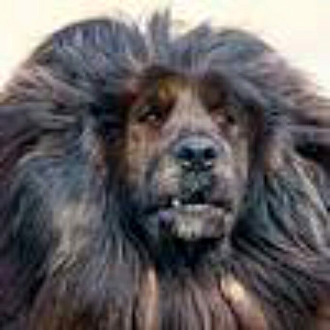 Informazioni Sulla Razza Del Cane Mastino Tibetano. Immagini, Personalità E Fatti