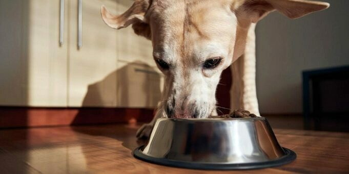 Le Allergie Alimentari Più Comuni Dei Cani