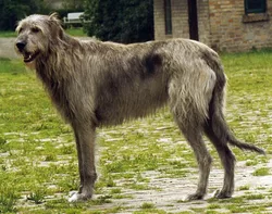 Nomi di cani femmine di Irish Wolfhound
