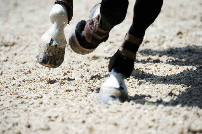 Perché I Cavalli Hanno Bisogno Delle Scarpe? Sono Una Necessità O Una Moda?