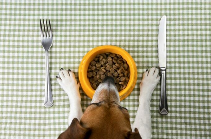 Quanto Dare Da Mangiare Al Tuo Cucciolo?