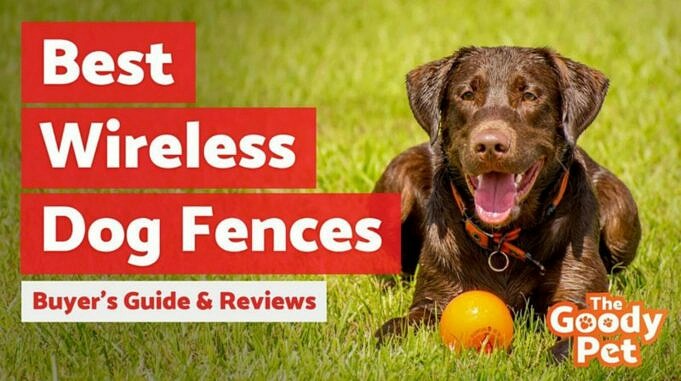 Recensione Wiez GPS Wireless Dog Fence